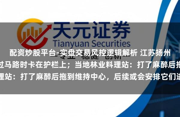 配资炒股平台-实盘交易风控逻辑解析 江苏扬州市区有两只野猪转悠，过马路时卡在护栏上；当地林业料理站：打了麻醉后拖到维持中心，后续或会安排它们进行展览